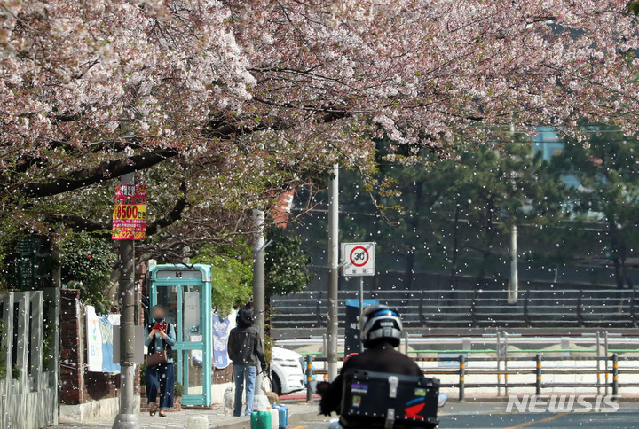 [부산=뉴시스] 하경민 기자 = 부산지역 낮 최고기온이 19.8도를 기록한 지난 7일 오후 부산 수영구의 한 아파트 단지 내 벚꽃 군락지에서 비가 오듯 꽃잎이 흩날리고 있다. 2022.04.07. yulnetphoto@newsis.com