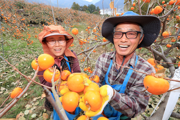 산청시 제공 *재판매 및 DB 금지