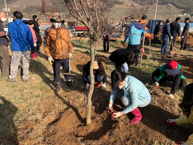 산내면 가인교차로 일원에 단풍나무를 심고 있다. *재판매 및 DB 금지