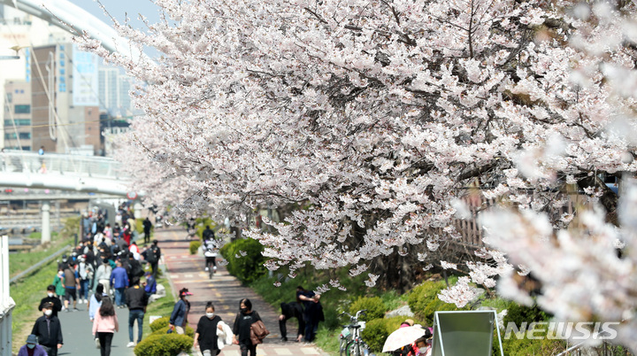 [서울=뉴시스] 이영환 기자 = 서울의 한낮 기온이 20도 가까이 오른 지난 8일 오후 서울 은평구 불광천에 벚꽃이 활짝 피어 있다. 2022.04.08. 20hwan@newsis.com