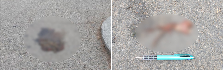 [광주=뉴시스] 로드킬 당한 두꺼비 개체. 2022.04.10.(사진=무등산국립공원 제공) photo@newsis.com