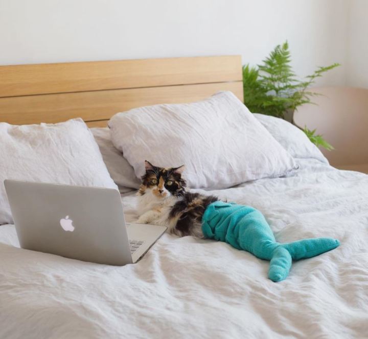 [서울=뉴시스] 칠레 산티아고에서 야네스 제러틱이 9년 전 입양한 하반신이 마비된 고양이 샐리가 인어 옷을 입고 있다. (사진=샐리 인어 고양이 인스타그램 갈무리) 2022.04.11. *재판매 및 DB 금지