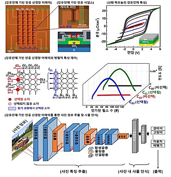 강유전체 시냅스 트랜지스터 기반 인공 신경망 어레이, 병렬적 특성 제어 방법과 이를 활용한 사진 정보 추출 및 사물 인식  *재판매 및 DB 금지