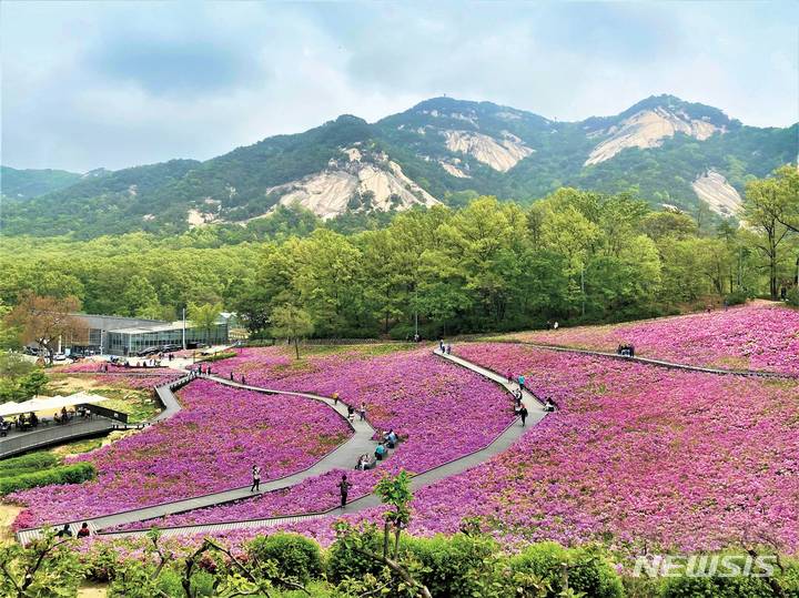 [서울=뉴시스]서울 노원구 불암산 힐링타운 철쭉동산. (사진=노원구 제공). 2022.04.11.photo@newsis.com