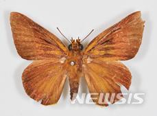 [서울=뉴시스]큰수리팔랑나비의 절멸 위험도가 '위급'에서 '지역절멸'로 상향됐다. (사진=국립생물자원관 제공)