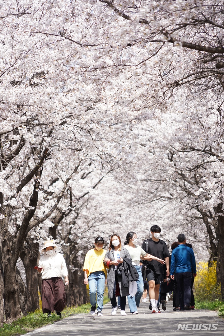 [보은=뉴시스] 안성수 기자 = 충북 보은군 보은읍을 가로지르는 보청천변에 만개한 벚꽃이 연분홍 물결로 넘실거리며 상춘객들의 마음을 사로잡고 있다. (사진=보은군 제공) 2022.04.12. photo@newsis.com