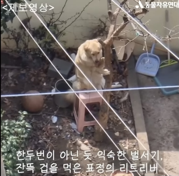 [광주=뉴시스] 김혜인 기자 = 전남 순천 한 주택에서 골든리트리버 한 마리가 나무에 묶인 채 메달려 있는 영상 갈무리. 2022.04.12.(사진=동물자유연대 제공) photo@newsis.com