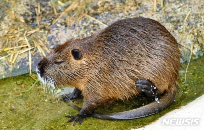 [대구=뉴시스] 이지연 기자 = 생태계 교란생물인 뉴트리아. (사진=대구환경청 제공) 2022.04.13. photo@newsis.com