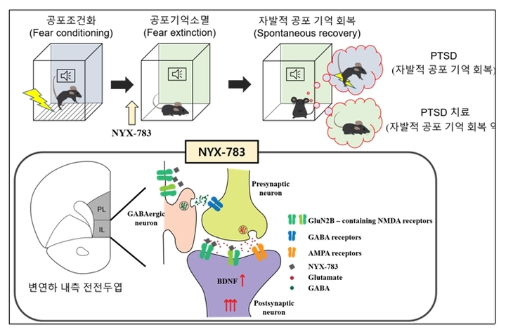 외상후스트레스장애 치료 기전 최초 규명…치료제 청신호