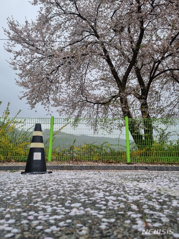 [보은=뉴시스] 안성수 기자 = 13일 충북 보은군 보은읍에 심어진 한 벚꽃나무에서 떨어진 꽃잎이 바닥에 수를 놓고 있다.2022.04.13. hugahn@newsis.com