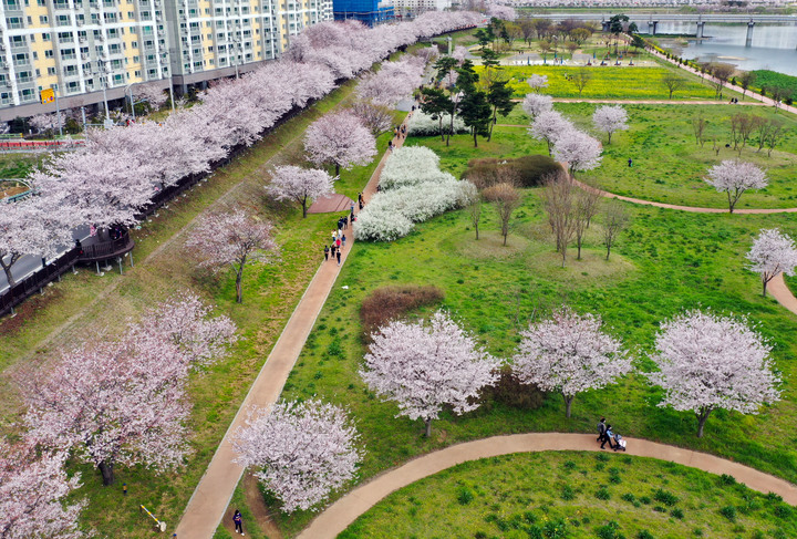 삼문동 수변공원 벚꽃길. *재판매 및 DB 금지