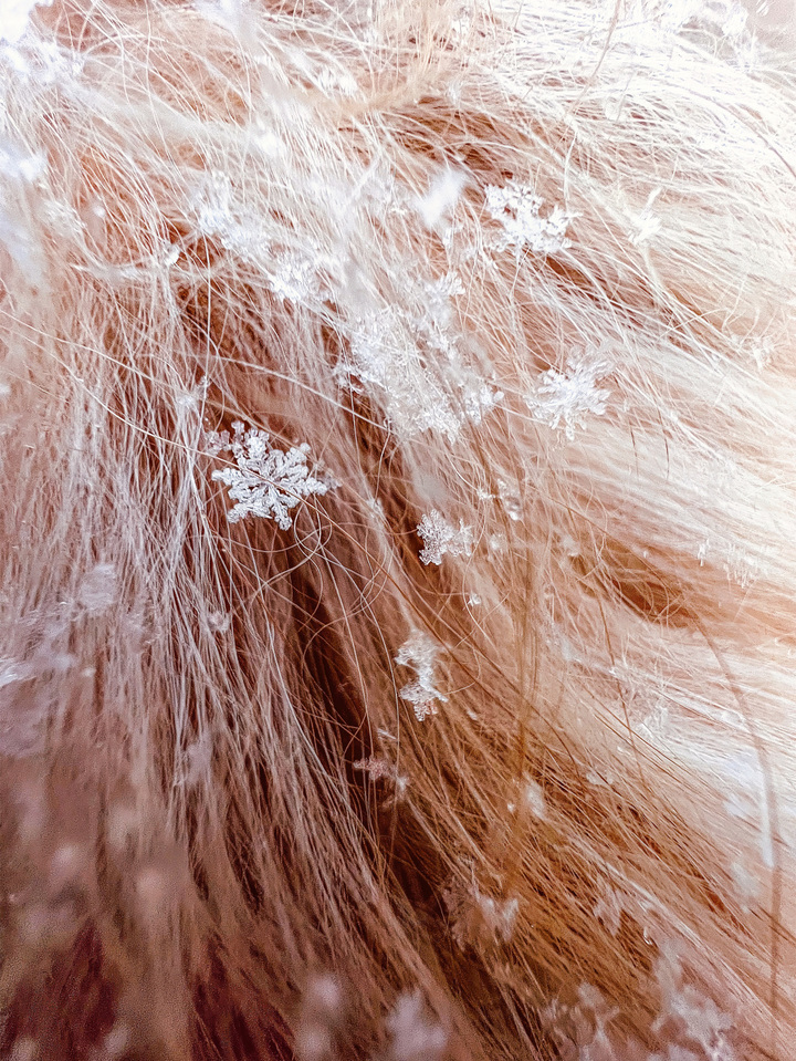 애플의 '샷 온 아이폰(Shot on iPhone)' 접사 챌린지 수상작 중 하나인 '벌집'. (사진=애플 제공) *재판매 및 DB 금지