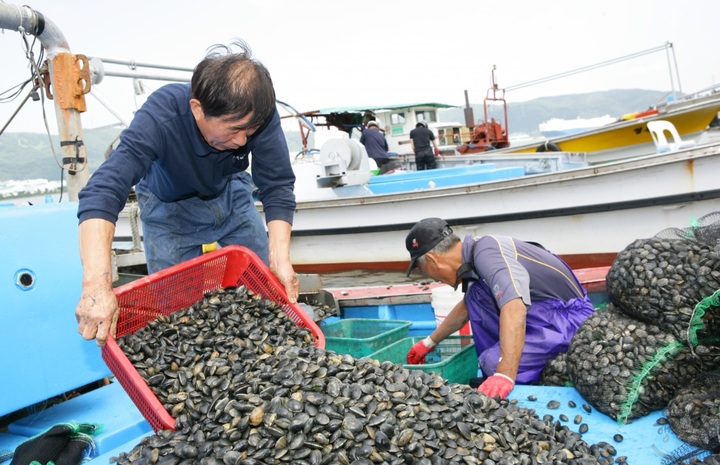 [울산=뉴시스] 지난 2014년 울산 태화강 하구에서 바지락을 채취하고 있는 어민들. (사진=울산 남구 제공) photo@newsis.com *재판매 및 DB 금지