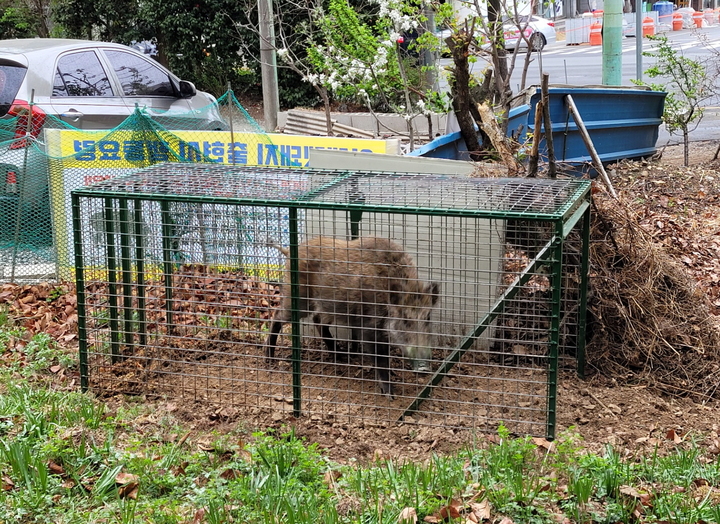 [울산=뉴시스]14일 오전 울산 남구 무거동 정광사 인근 주택가에 설치된 포획틀에 야생 멧돼지 1마리가 갇혀 있다. (사진=울산 남구 제공) 2022.04.14. photo@newsis.com *재판매 및 DB 금지