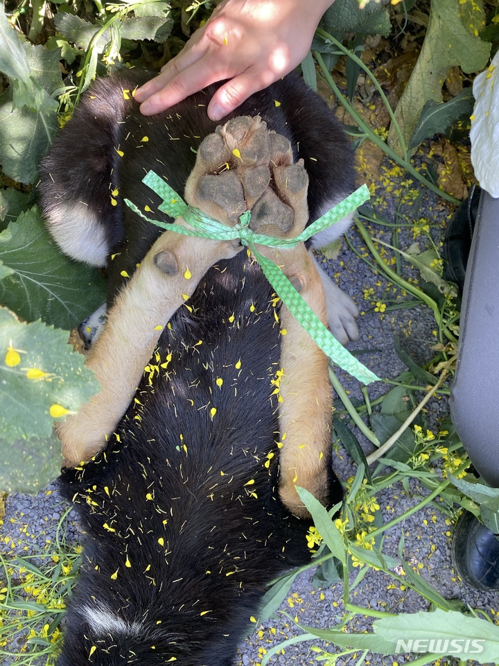 유기견 구조 자원봉사자 A씨 제공