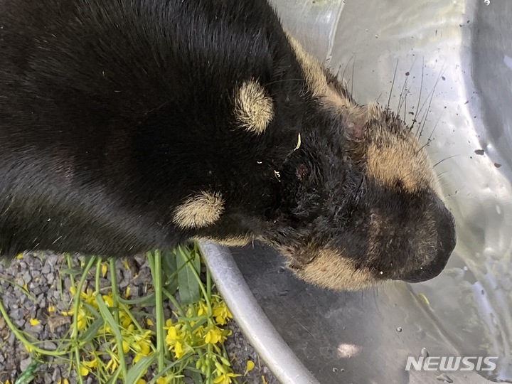 구조된 후 물을 마시는 '주홍이'. 유기견 구조 자원봉사자 A씨 제공