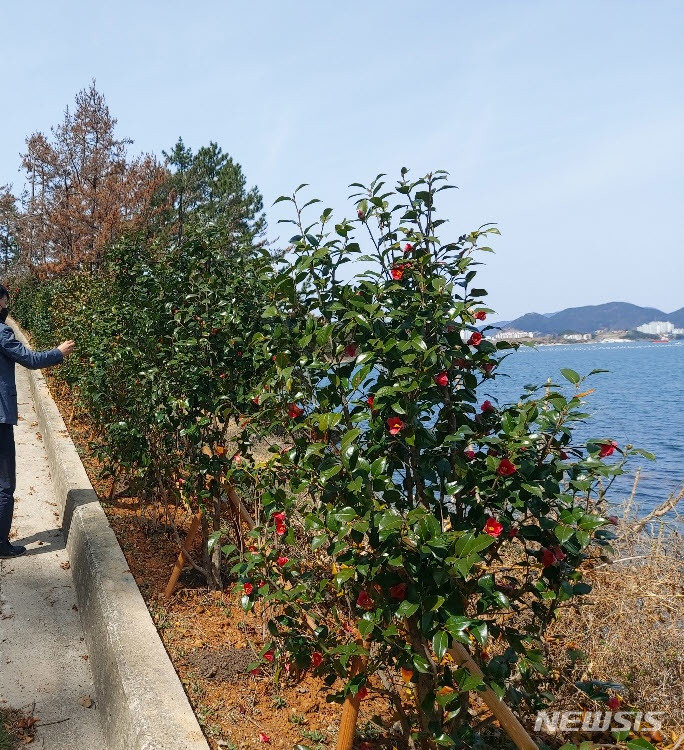 [거제=뉴시스] 신정철 기자= 경남 거제시는 지난 2019년 '찾아가고 싶은 섬'으로 선정된 둔덕면 화도(花島)에 대해 화도 분교 펜션 리모델링을 시작으로 ‘붉은빛 섬꽃마을 화도 둘레길 조성공사’를 최근 마무리하는 등 거제의 새로운 관광 섬으로 조성했다.사진은 화도 동백길 모습. (사진=거제시 제공).2022.04.15. photo@newsis.com