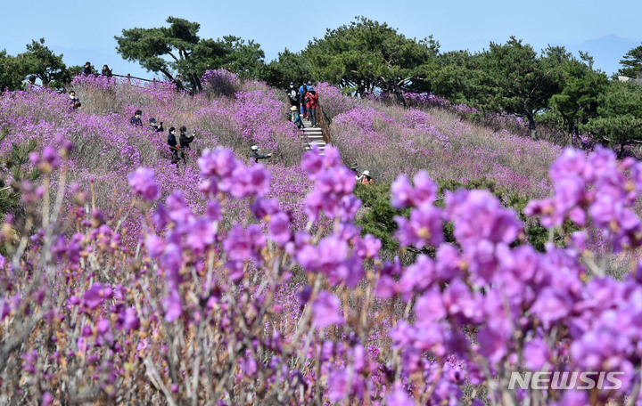 [대구=뉴시스] 대구 달성군 유가읍 비슬산 참꽃 군락지. 뉴시스DB. 2026.03.31. photo@newsis.com