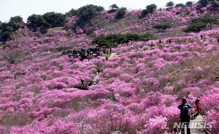 [대구=뉴시스] 이무열 기자 = 17일 대구 달성군 유가읍 비슬산 참꽃 군락지가 분홍빛으로 물들어 가고 있다. 달성군은 코로나19 확산 방지를 위해 올해 열기로 한 제26회 비슬산 참꽃 문화제를 취소했다. 2022.04.17. lmy@newsis.com