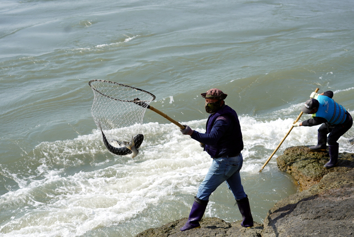[해남=뉴시스] 우수영 뜰채 숭어잡이. (사진=해남군 제공) 2022.04.19. photo@newsis.com *재판매 및 DB 금지