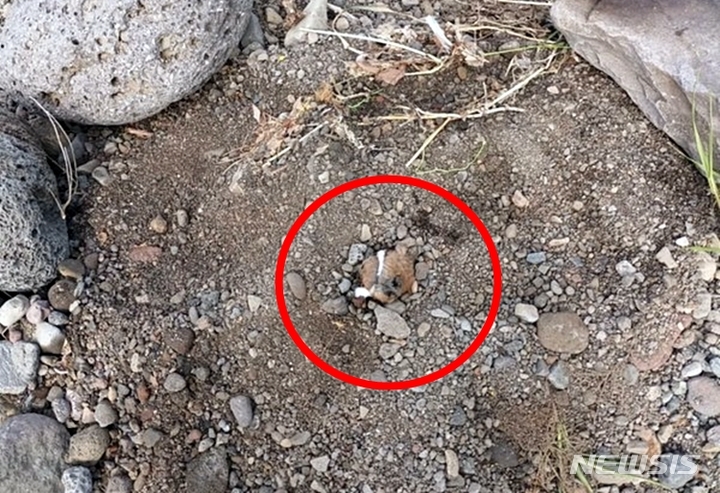 [제주=뉴시스] 19일 오전 제주시 내도동 도근천 인근에서 코와 입만 나온 상태로 땅에 묻힌 강아지가 발견됐다. (사진=온라인커뮤니티 캡처) 