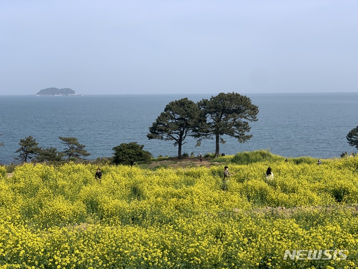 [창원=뉴시스] 경남 거제 학동 내촐 유채꽃밭.(사진=경남도 제공) 2022.04.20. photo@newsis.com