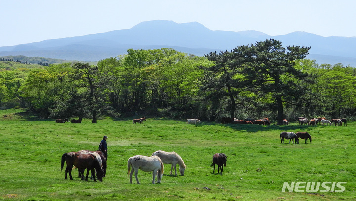 [제주=뉴시스] 우장호 기자 = 본격적인 농사철에 접어든다는 절기 곡우(穀雨)인 20일 오후 제주시 용강동 마방목지에서 천연기념물 347호 제주마가 올해 처음 초지로 나와 먹이 활동을 하고 있다. 이날 제주도 축산진흥원은 제주마 113마리를 제주마방목지(5·16도로변)로 옮겨 10월 말까지 방목한다. 2022.04.20. woo1223@newsis.com