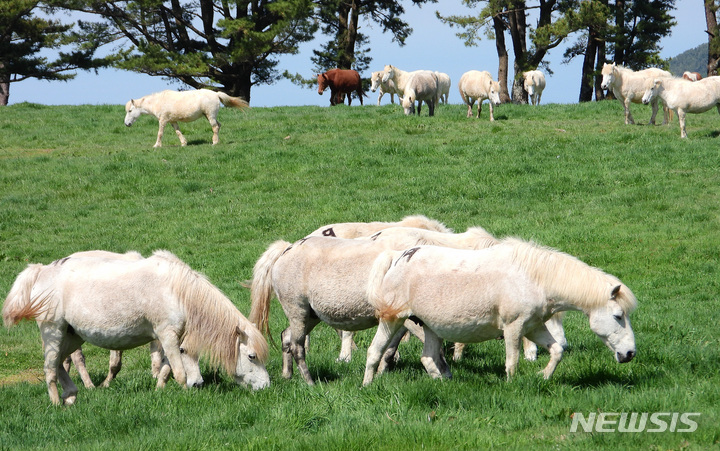 [제주=뉴시스] 제주시 용강동 마방목지에서 천연기념물 347호 제주마가 초지로 나와 먹이 활동을 하고 있다. (사진=뉴시스 DB). photo@newsis.com 