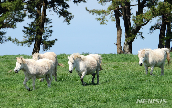 [제주=뉴시스] 우장호 기자 = 제주시 용강동 마방목지에서 천연기념물 347호 제주마가 올해 처음 초지로 나와 먹이 활동을 하고 있다. 2022.04.20. woo1223@newsis.com