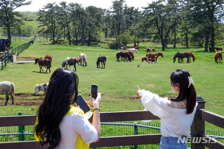 [제주=뉴시스] 우장호 기자 = 제주시 용강동 마방목지를 찾은 관광객들이 천연기념물 347호 제주마를 배경으로 사진을 찍으며 즐거운 시간을 보내고 있다. 2022.04.20. woo1223@newsis.com