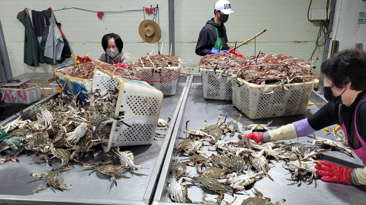 [진도=뉴시스] 진도 서망항 봄꽃게 위판. (사진=진도군 제공) 2022.04.21. photo@newsis.com *재판매 및 DB 금지
