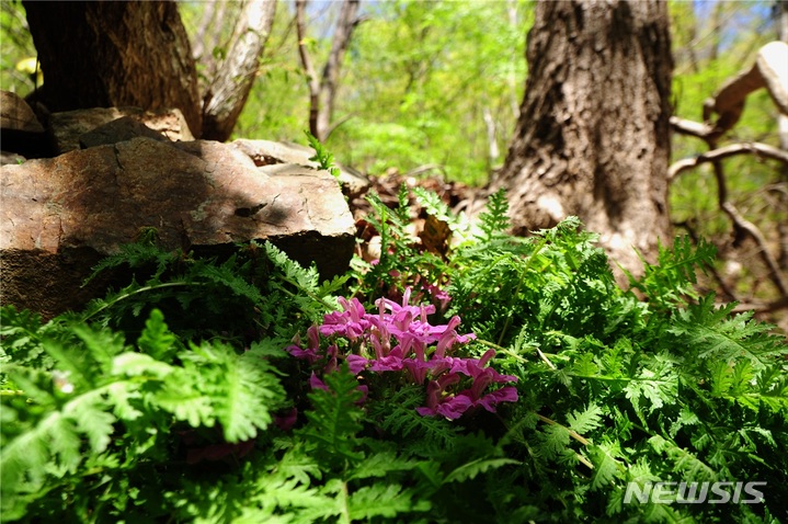 [세종=뉴시스] 애기송이풀의 모습. 2026.03.30. photo@newsis.com