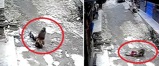 [서울=뉴시스] 지난19일 중국 서부 충칭 청커우현의 한 마을에서 야생 원숭이 한 마리가 세 살배기 여자아이 납치를 시도하고 있다. (출처 : 웨이보 갈무리) 2022.04.22. *재판매 및 DB 금지