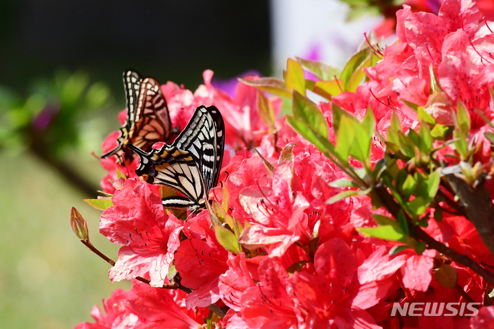 [남해=뉴시스] 차용현 기자 = 맑고 화창한 날씨를 보인 지난 22일 오전 경남 남해군 설천면 인근 들녘에서 호랑나비 두 마리가 영산홍에 앉아 꿀을 따고 있다. 2022.04.22. con@newsis.com