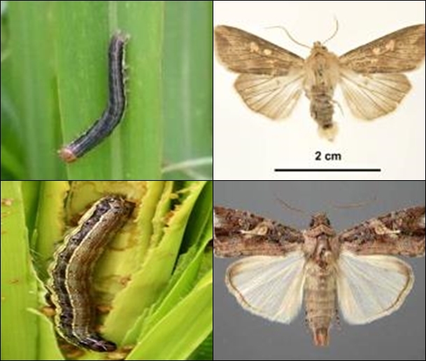 [세종=뉴시스] 농촌진흥청은 24일 봄철 우리나라에 유입되는 비래해충 방제를 강화한다고 밝혔다. 사진은 왼쪽 상단부터 시계방향으로 멸강나방 유충, 멸강나방 성충, 열대거세미나방 유충, 열대거세미나방 성충. (사진=농진청 제공) *재판매 및 DB 금지