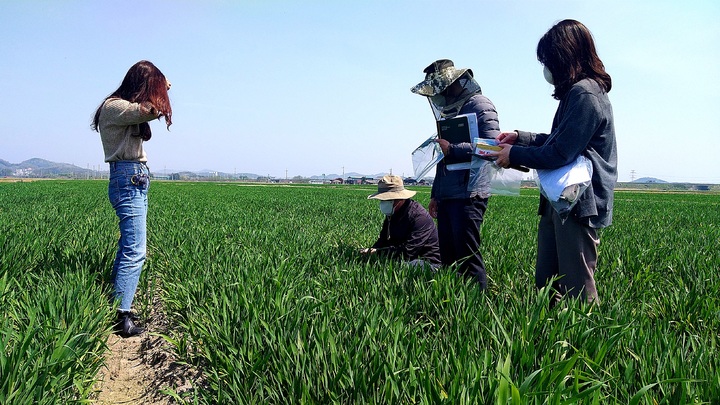 군산시, 맥류 출수기 병해충 적기방제 당부 