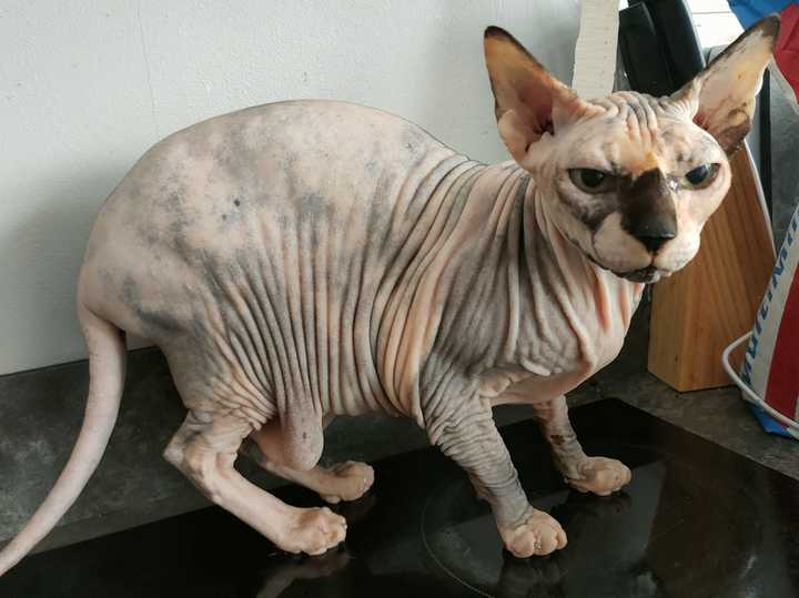 [서울=뉴시스] 지난달 영국 잉글랜드 블랙풀의 동물 구조 단체 파일드 코스트 캣츠가 구조한 고양이 코코의 모습 (사진=파일드 코스트 캣츠 페이스북 갈무리) 2022.04.27. *재판매 및 DB 금지