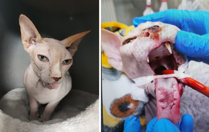 [서울=뉴시스] 지난달 영국 잉글랜드 블랙풀의 동물 구조 단체 파일드 코스트 캣츠가 구조한 고양이 님의 모습 (사진=파일드 코스트 캣츠 페이스북 갈무리) 2022.04.27. *재판매 및 DB 금지