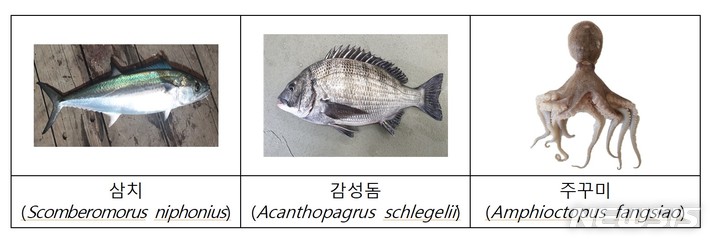 [서울=뉴시스] 삼치·감성돔·주꾸미.
