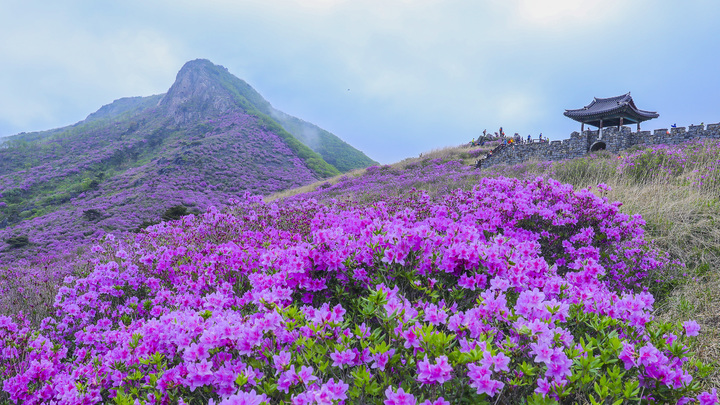 [산청=뉴시스] 산청 황매산 철쭉. *재판매 및 DB 금지