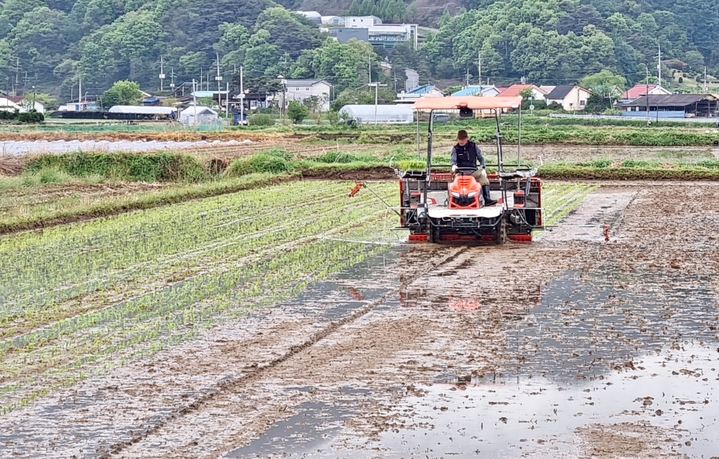 [괴산=뉴시스] 강신욱 기자 = 충북 괴산군 칠성면 갈읍리 추교성 농가가 모내기를 하고 있다. (사진=괴산군 제공) 2022.04.29. photo@newsis.com *재판매 및 DB 금지