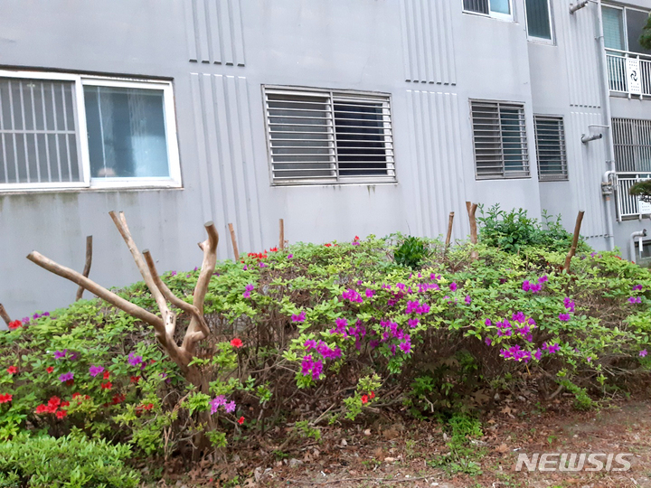 [나주=뉴시스] 이창우 기자=과도한 가지치기 작업으로 앙상한 모습을 드러낸 백일홍. 2022.05.01. lcw@newsis.com