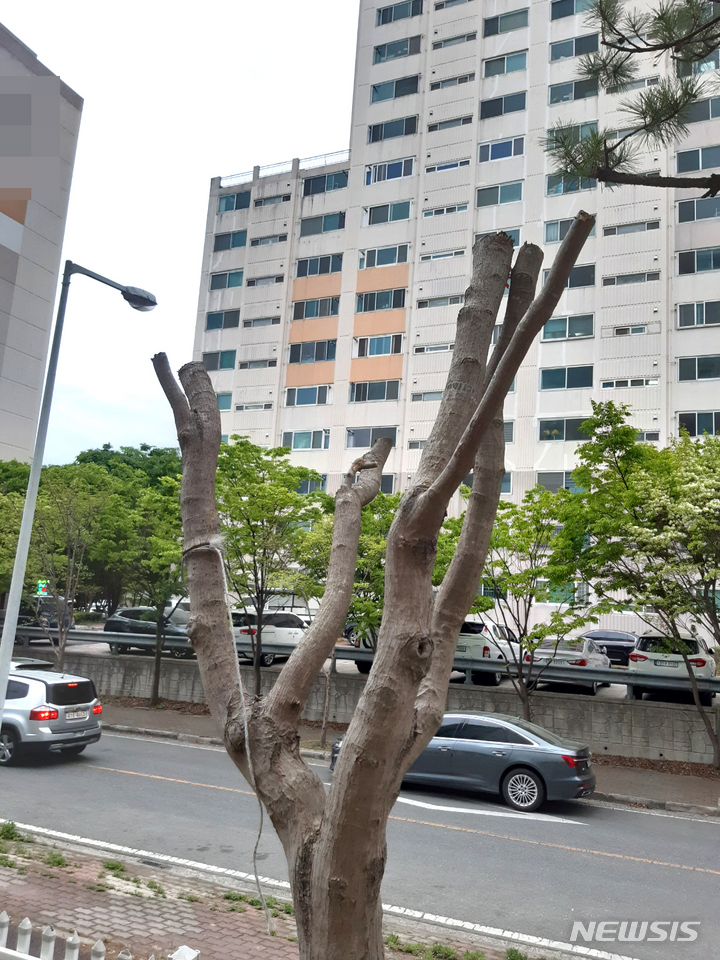 [나주=뉴시스] 이창우 기자=과도한 가지치기 작업으로 앙상한 모습으로 변한 벚나무. 2022.05.01. lcw@newsis.com