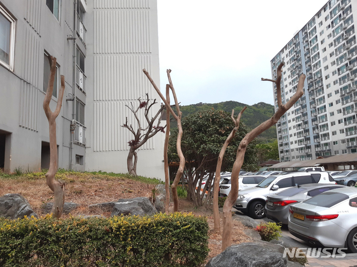 [나주=뉴시스] 이창우 기자=과도한 가지치기 작업으로 앙상한 모습을 드러낸 백일홍. 2022.05.01. lcw@newsis.com