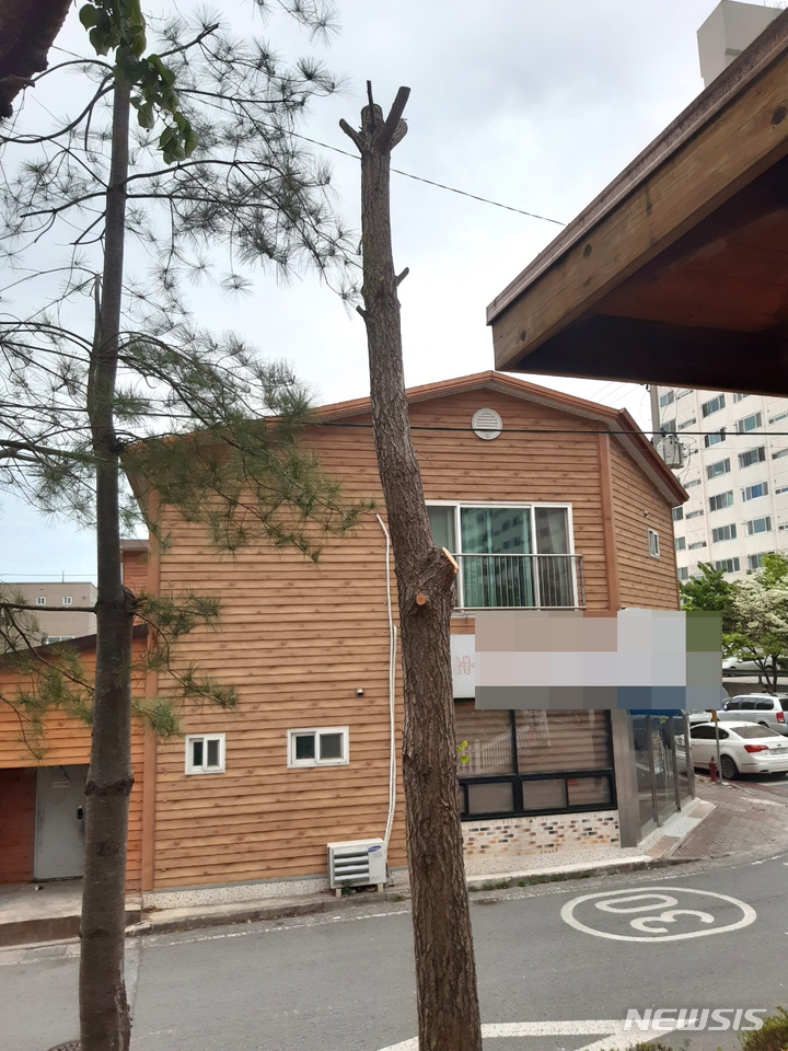 [나주=뉴시스] 이창우 기자=과도한 가지치기 작업으로 앙상한 모습으로 변한 소나무. 2022.05.01. lcw@newsis.com