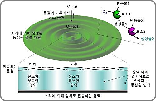 [대전=뉴시스] 소리를 이용한 다단계 효소반응의 조절 개요도. *재판매 및 DB 금지