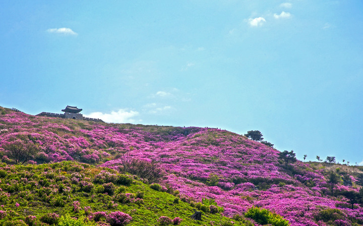 [산청=뉴시스] 산청 황매산 철쭉. *재판매 및 DB 금지