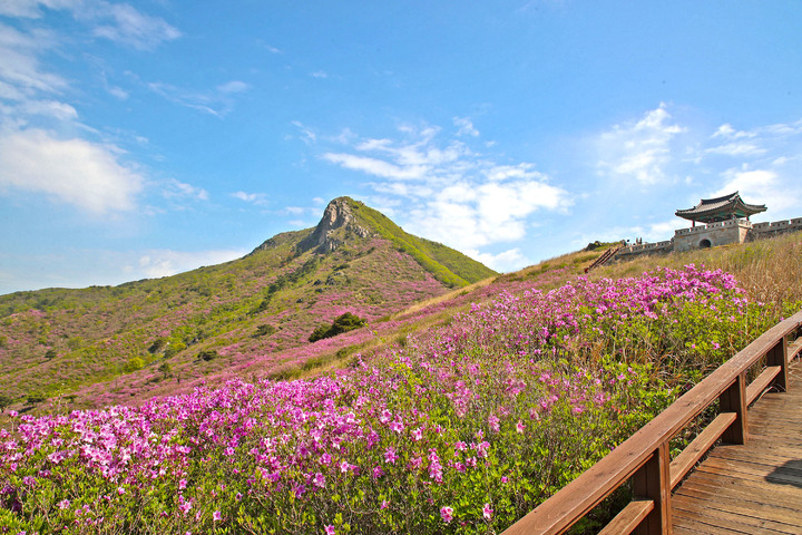 [산청=뉴시스] 산청 황매산 철쭉. *재판매 및 DB 금지