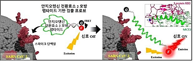 [대전=뉴시스] 나노 프로브가 코로나 바이러스 표면의 스파이크 단백질과 상호작용해 형광을 방출하는 개념도. *재판매 및 DB 금지