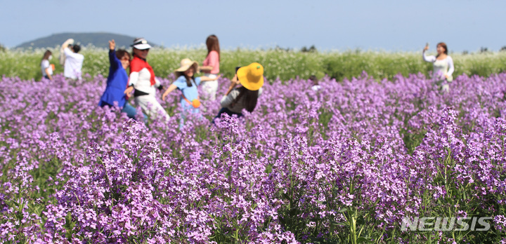 [제주=뉴시스] 우장호 기자 = 맑은 날씨를 보인 지난 3일 오후 제주 서귀포시 표선면 보롬왓 농장을 찾은 관광객들이 보라 유채꽃을 배경으로 사진을 찍으며 즐거운 시간을 보내고 있다. 2022.05.03. woo1223@newsis.com